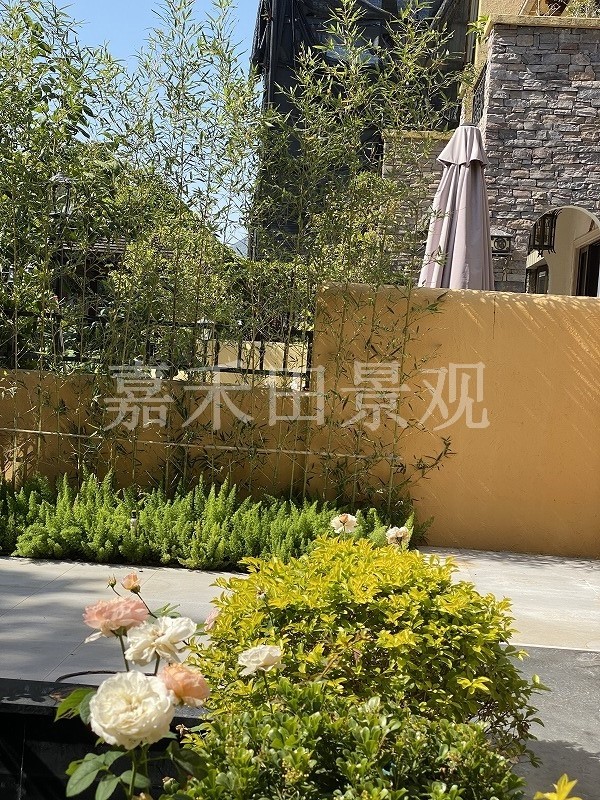 在設計別墅花園時如何養(yǎng)好菊花？